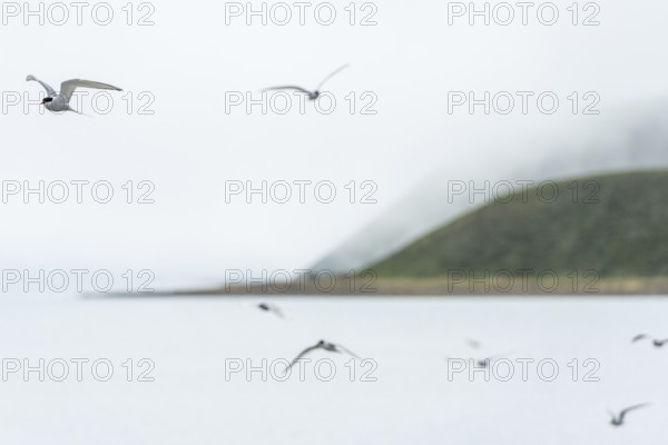 Arctic terns (Sterna paradisea) in flight, near Hofsos or Hofsós, Skagafjörður, Norðurland, Iceland