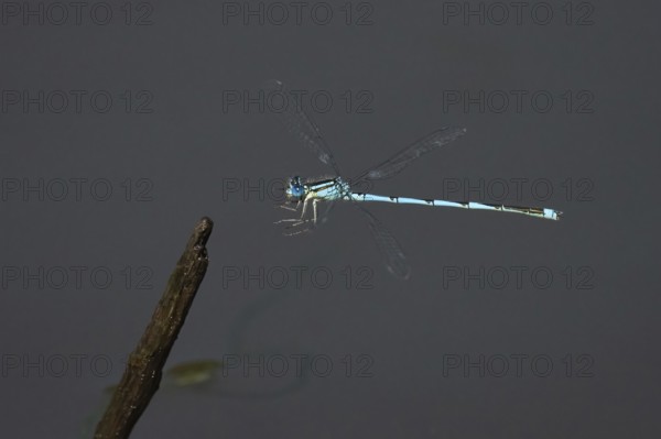 Goblet-marked damselfly (Erythromma lindenii) m approaching deadwood, Hesse, Germany