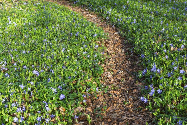 Lesser periwinkle (Vinca minor), Apocynaceae, forest edge, hiking trail, Rauer Stein, Irndorf, Upper Danube nature park Park, Baden-Württemberg, Germany
