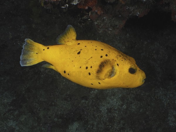 Guineafowl puffer (Arothron meleagris), yellow variant, Sodwana Bay National Park dive site, Maputaland Marine Reserve, KwaZulu Natal, South Africa