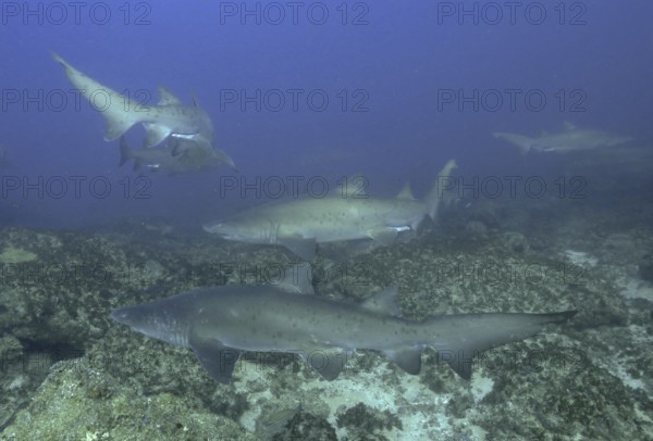 Sand tiger shark (Carcharias taurus)