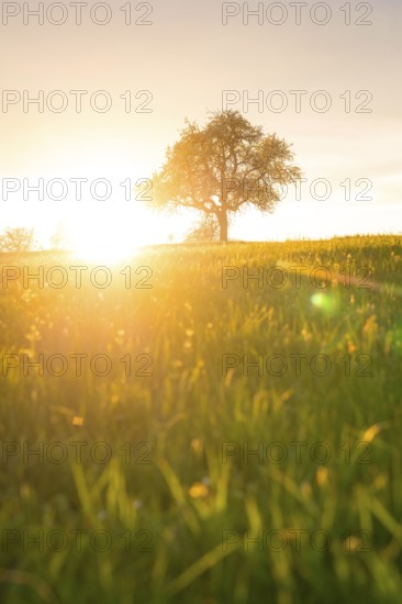 A single tree stands out against the light of the setting sun in a meadow, Gechingen, district of Calw, Germany