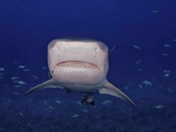Close-up of tiger shark (Galeocerdo cuvier) in the blue ocean, its teeth are visible, dive site Bonair, Jupiter, Florida, USA