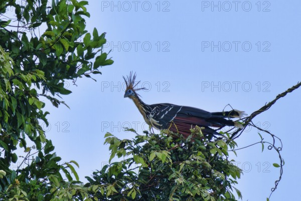 Hoatzin or Andean Coot (Opisthocomus hoazin) perched on a branch in the tropical forest, Alta Floresta, Amazon, Brazil
