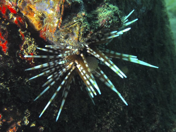 Colourful patterned sea urchin with long, pointed spines, banded sea urchin (Echinothrix calamaris), on a rock face, dive site Secret Bay, Gilimanuk, Bali, Indonesia