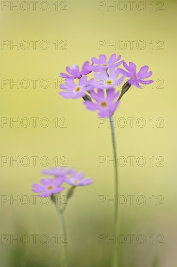 Primula farinosa, Upper Bavaria, Bavaria, Germany