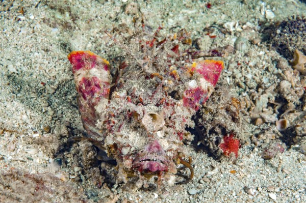 Close-up of Devilfish (Inimicus didactylus) Indian Walkman, Bearded Ghoul, Devil Stinger Fish with erect venomous spines looking directly at viewer sitting on sandy seabed, Pacific Ocean, Philippine Sea, Philippines