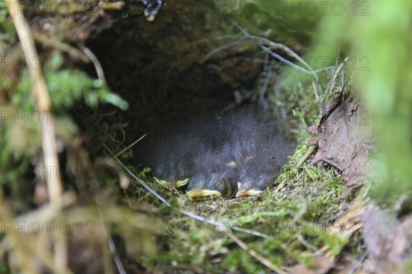 European Robin (Erithacus rubecula) chicks in nest, Hesse, Germany