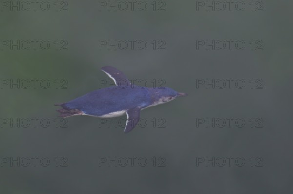 Little Penguin (Eudyptula minor) diving, Stewart Island, New Zealand