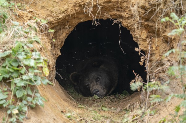 Brown bear (Ursus arctos) lying in its self-dug den, captive, Germany