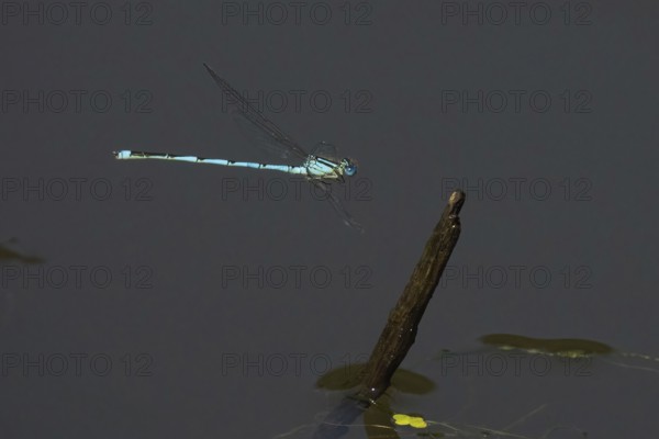 Goblet-marked damselfly (Erythromma lindenii) approaching deadwood, Hesse, Germany