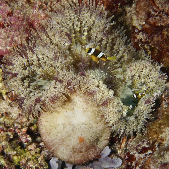 Two clownfish swimming above a glass bead anemone (Heteractis aurora) in a coral reef, dive site Coral Garden, Menjangan, Bali, Indonesia