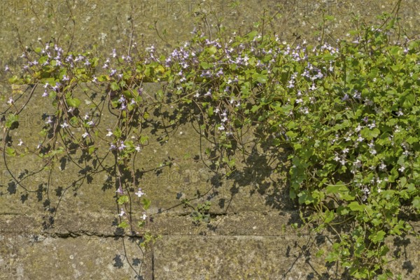Cymbalaria muralis, wall, botany, plant, Münsterland, North Rhine-Westphalia, Germany