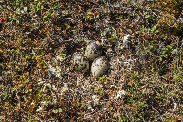 Eurasian dotterel (Charadrius morinellus) Clutch, nest