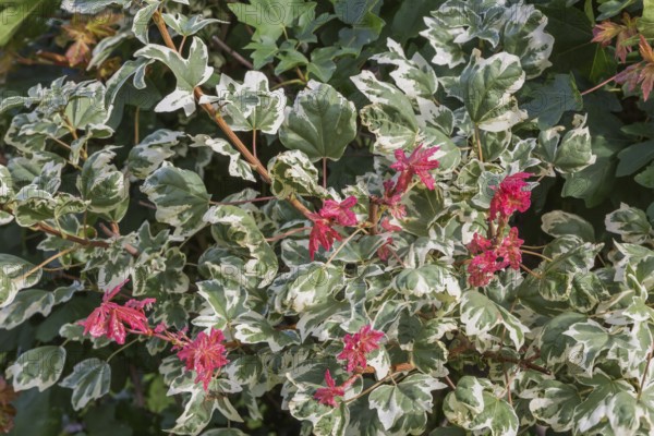 'Carnival' Hedge Maple (Acer campestre) tree in summer, Quebec, Canada