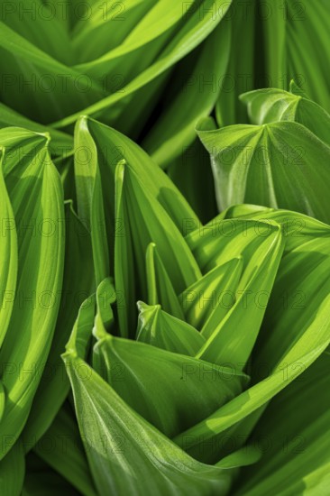 A detailed close-up of white hellebore, Veratrum album, leaves, displaying their vibrant green color and pronounced parallel veins. A striking example of natural plant symmetry and growth