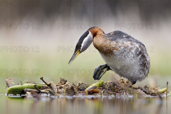 Red-necked Grebe (Podiceps grisegena) female, British Columbia, Canada