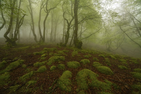 A mystical forest scene shrouded in mist, featuring a lush, moss covered forest floor in the Pyrenees. Trees with vibrant green foliage create an enchanting, tranquil atmosphere