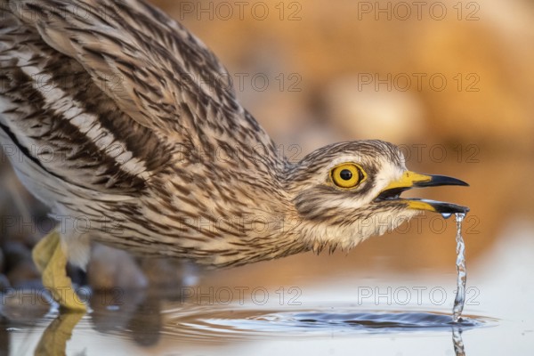 Eurasian Stone-curlew (Burhinus oedicnemus) drinking, Castile-La Mancha, Spain