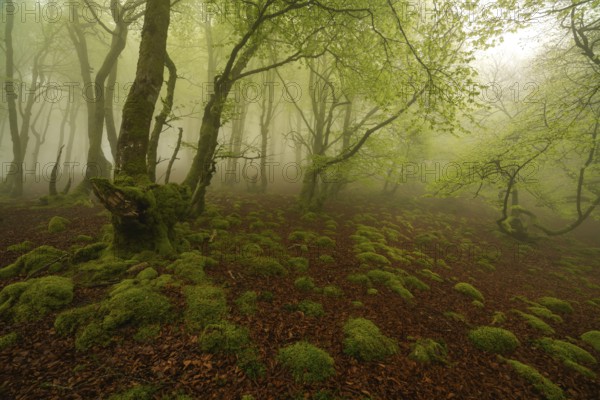 Enchanting magic forest scene with lush green trees and a moss covered ground in the Pyrenees. The ethereal fog creates a serene and mysterious atmosphere, highlighting nature beauty