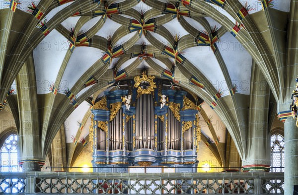 Interior photo, organ in the gallery, vaulted ceiling, evangelical town church, Bad Wimpfen, Kraichgau, Baden-Württemberg, Germany