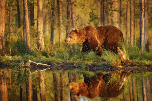 Sunset, morning light with big brown bear walking around lake in the morning light. Dangerous animal in nature forest and meadow habitat. Wildlife scene from Finland near Russian border