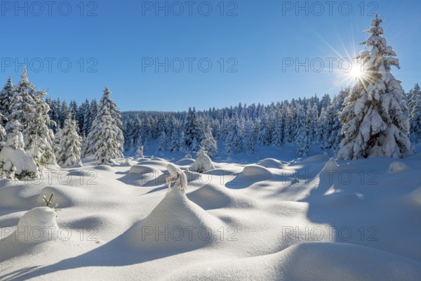 Untouched winter landscape with deep snow-covered forest in the Harz National Park, the sun shining from the blue sky, near Schierke, Saxony-Anhalt, Germany
