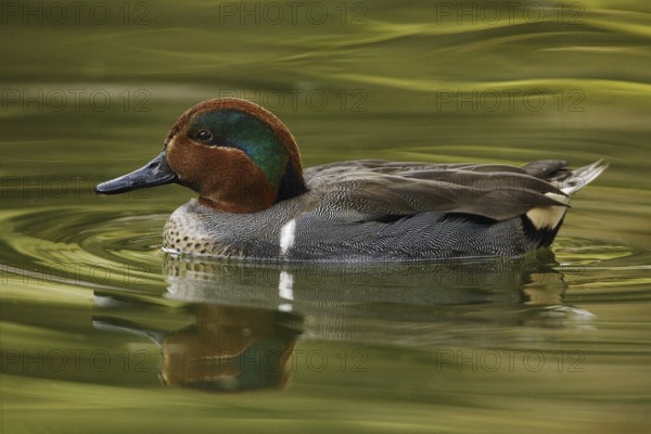 Green-winged Teal (Anas carolinensis) male, Arizona, USA