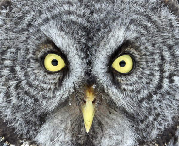 Great Gray Owl, Strix nebulosa, near Hudson Bay, Saskatchewan, Canada