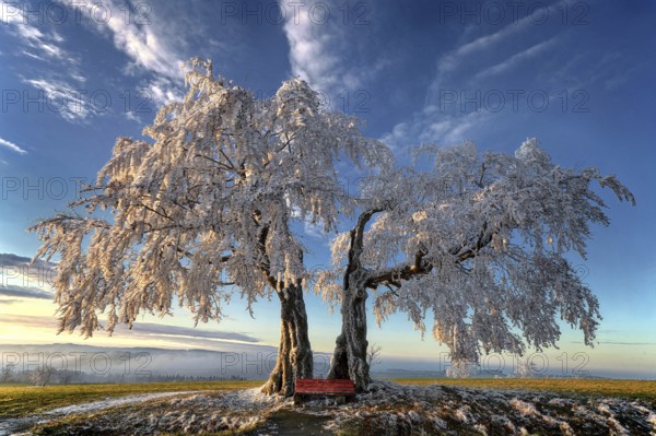 Germany, Upper Franconia, Presseck, cold perennial, a pair of beech trees, beech, two beech trees, bank, Presseck, Oberfanken, Federal Republic of Germany