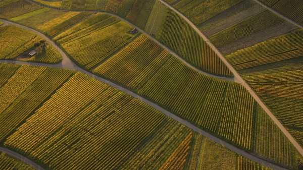 Golden autumn over the vineyards of Weinstadt Beutelsbach, Baden-Württemberg, Germany