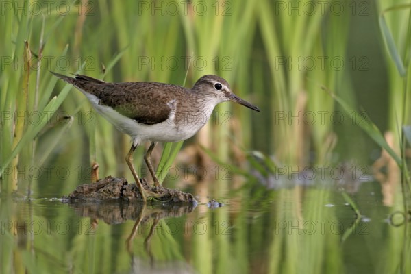 Common Sandpiper (Actitis hypoleucos)