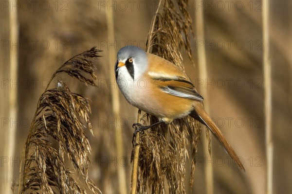 Bearded tit sitting on reed stalk, (Panurus biarmicus), Federsee lake, Baden-Württemberg, Federal Republic of Germany
