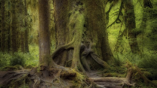 USA, Oregon, Hoh Rain Forset, Olympic National Park, Hoh Rain Forest, Oregon, USA