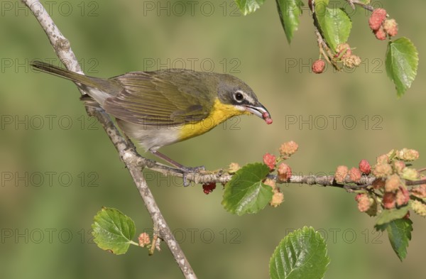 Yellow-breasted Chat (Icteria virens) feeding on red berries, Texas, USA