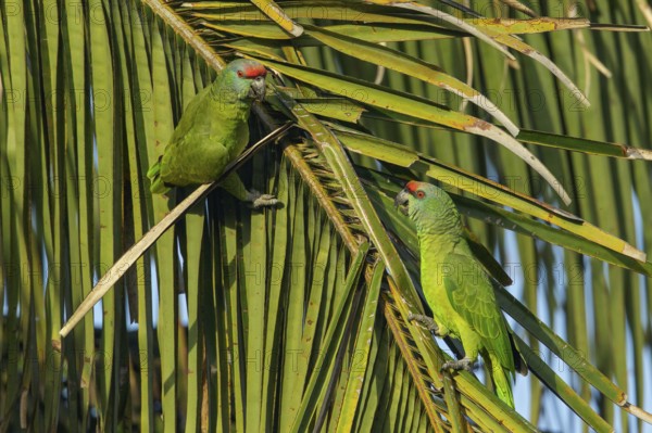 Festive Parrot (Amazona festiva) perched on a branch in the rainforest of Guyana