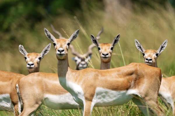 Multiple blackbucks, Antilope cervicapra, stand attentively in a lush green field, their distinctive markings and alert expressions capturing the essence of wildlife in their natural habitat