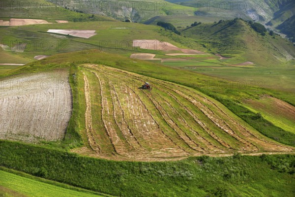 The lentil bloom in Castelluccio di Norcia, nestled in the Sibillini Mountains of the Italian Apennines (Umbria and Marche region, Italy) In the lentil fields also grow red poppies, daisies, cornflowers, wild orchids, gentians, mallow, borage, yarrow, primroses, and valerian
