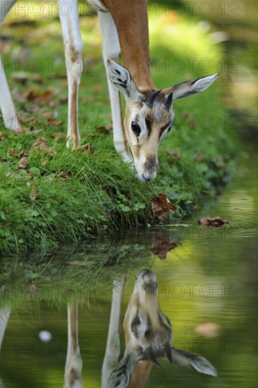 A curious antelope looks into a river, on a grassy bank full of leaves, damagazelle (Nanger dama) or captive