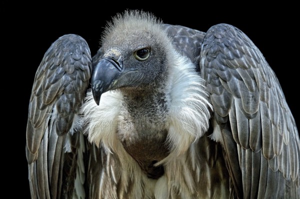 Animals, birds, vultures, white-backed vulture, (Gyps africanus), portrait