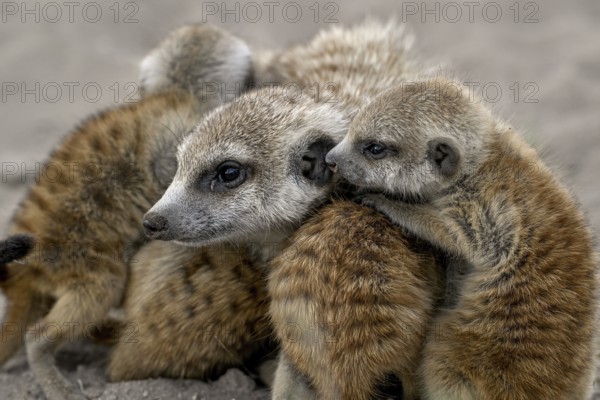 Meerkat or Suricata (Suricata suricatta), mother with young, Makgadikgadi Salt Pans, Makgadikgadi Pans National Park, Central District, Botswana