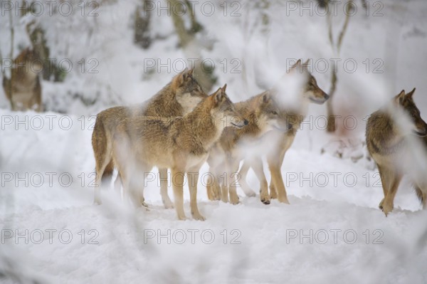 Five wolves standing close together in the snow of the forest, alert and attentive, Winter, Wolf (Canis lupus), Germany