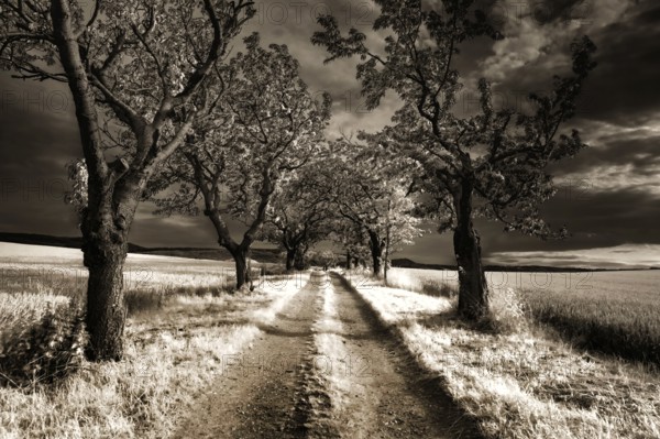 Landscape with cherry avenue, near Blankenburg, Harz district, Saxony-Anhalt, Germany