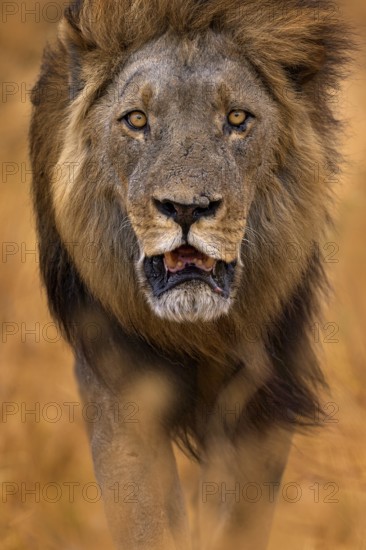 African lion, male. Botswana wildlife. Lion, slose-up detail portrait. Animal in fire burnt place, lion grass walk in the wind, Savuti, Chobe NP in Botswana. Hot season in Africa