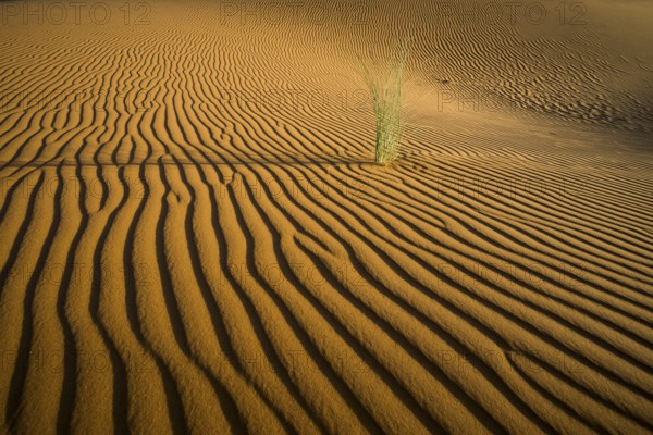 Sand dunes, sunset, near Merzouga, Meknès-Tafilalet region, Erg Chebbi, northern Sahara, Morocco