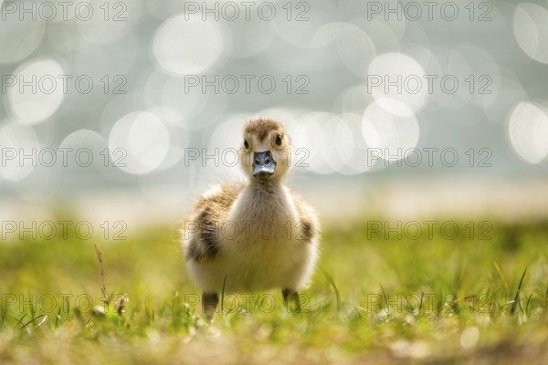 Egyptian goose (Alopochen aegyptiaca) cute chick on a meadow at the shore of a lake, Bavaria, Germany