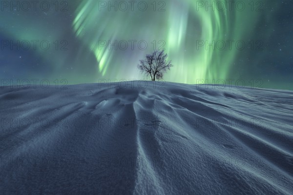 A solitary tree stands on windswept, snow-clad hill beneath a brilliant display of green Northern Lights, illuminating a starry winter night sky