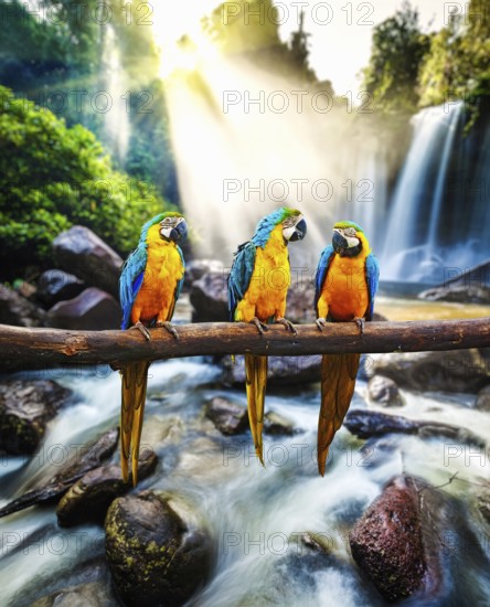 Blue-and-Yellow Macaw (Ara ararauna), also known as the Blue-and-Gold Macaw against tropical waterfall background