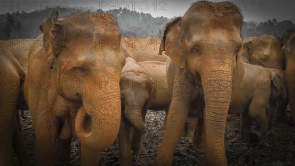 Herd of Asian elephants (elephas maximus) standing peacefully together in a wooded area, Pinnawela Elephant Orphanage, Sri Lanka