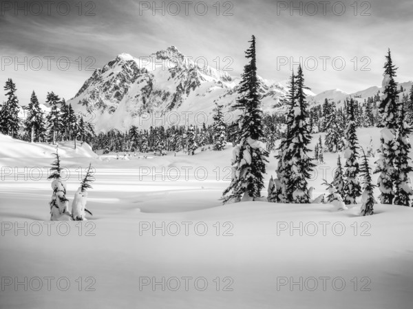 A breathtaking view of a snow covered mountain, surrounded by tall evergreen trees under a dynamic sky. The serene winter scene captures nature's beauty in black and white